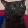 SweetKitten
